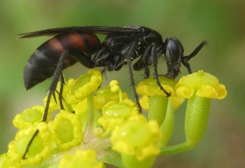Réf. 237 761 : Anoplius infuscatus